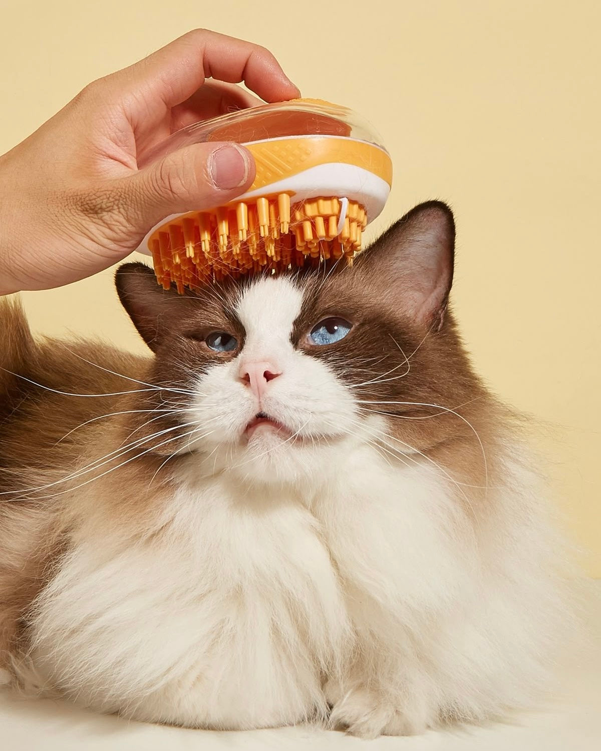 Cat Essentials